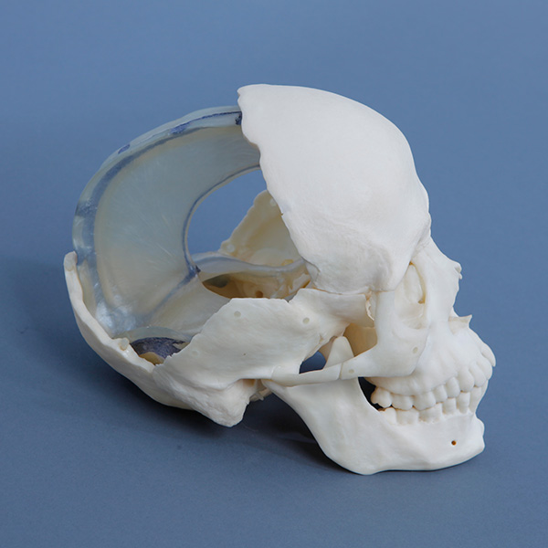 ソフト頭蓋骨模型(14分離) | 脳脊髄液調整法 パーフェクトクラニオ